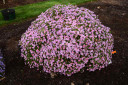 Aromatic Aster 'Billowing Pink' -  dense groundcovering  mounds and late blooming period ©Plants Nouveau