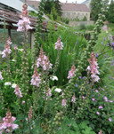 'Canon J. Went' - strictly vertical plant for sunny and dry garden ©US Perennials