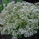 Baby's Breath 'Festival Star' ® -  great rose companion and traditional filling plant for sunny garden ©Walters Gardens
