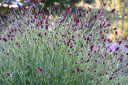 Sanguisorba 'Plum Drops'- excellent perennial for naturalistic gardens, borders, meadow garden and informal plantings ©Intrinsic Perennials