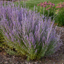 Russian Sage 'Sage Advice' - deer, rabbits, drought and heat resistant perennial ©Walters Gardens