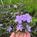 Carolina Wild Petunia - drought tolerant and easy to grow wildflower for partial shade and drier soil ©US Perennials