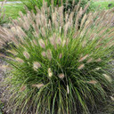 Pennisetum 'Praline' - short and compact sterile, non-seeding varieties of Fountain Grass ©Emerald Coast Growers
