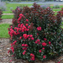 Lagerstroemia indica 'Cherry Mocha' - late summer blooming shrub with ornamental leaves ©Walters Gardens