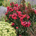 Crapemyrtle 'Cherry Mocha' - dwarf flowering shrub for the Midwestern garden ©Walters Gardens