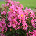 Lagerstroemia indica 'Peppermint Mocha'  - late summer blooming shrub with ornamental shiny leaves, and very late flowers ©Walters Gardens