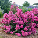 Crapemyrtle 'Peppermint Mocha'  - showstopping and heavily blooming selection with great hardiness©Walters Gardens