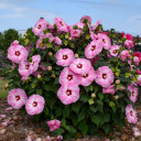 Hibiscus 'Spinderella' - nativar mallow with great habit and flowers attractive to hummingbirds ©Walters Gardens
