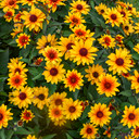 False Sunflower 'Sundial' - excellent cut flower and butterfly and bee friendly perennial ©Walters Gardens