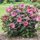 Rose Mallow 'Berry Awesome' attracts hummingbirds, bees and some butterflies ©Walters Gardens