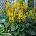 Leopard Plant 'Bottle Rocket' - perennials for moist to wet soil ©Walters Gardens