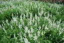 Mealy Sage 'Victoria Blue' - nativar with very long blooming period ©Memes