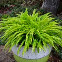 Hosta 'Party Stremers' - fast growing ground covering cultivar ©Walters Gardens