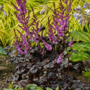 Astilbe  'Dark Side of the Moon'- good perennial companion for hosta ©Walters Gardens