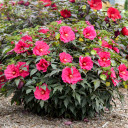 Flowers of Rose Mallow 'Watermelon Ruffles' attracts hummingbirds, bees and some butterflies ©Walters Gardens
