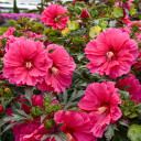 Hibiscus  'Watermelon Ruffles' - showy summer blooming/early fall blooming perennial with large ruffled flowers ©Walters Gardens