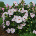 Rose Mallow 'Ballet Slippers' - well branched and heavily blooming perennial that attracts hummingbirds and bees ©Walters Gardens