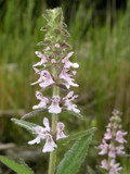 Sand Hedgenettle - native wildflower for naturalization ©Doug McGrady
