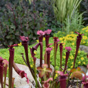 Sarracenia x moorei 'Conversation Piece' summer appearance ©Walters Gardens