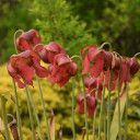 Sarracenia x moorei 'Conversation Piece' - detail of the spring nodding flowers ©Walters Gardens
