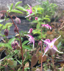 Barrenwort 'Tama-No-Genpei' -  good hosta companion and excellent woodlander plant ©US Perennials