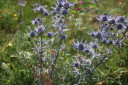 Eryngium 'Blaukappe' - drought tolerant perennial for sunny and dry garden ©Rb-bigorre
