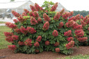 Hydrangea quercifolia 'Rubby Slippers'- later summer flower color ©Creek Hill Nursery