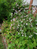 Indian Physic - gillenia trifoliata -