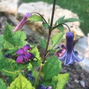 Clematis heracleifolia 'China Purple' - non-climbing perennial that tolerates clay and shade ©US Perennials