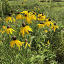 Yellow Coneflower - Ratibida pinnata - drought tolerant perennials