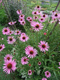 Echinacea tennesseensis 'Rocky Top' - Tennessee Coneflower - drought tolerant and long flowering perennial