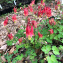 Aquilegia canadensis 'Little Lanterns - shorter version of native wildflower for sunny or half shade woodland garden ©US Perennials