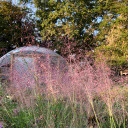 Pink Muhly Grass - Muhlenberbia capillaris - drought tolerant native grass