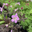 Geranium maculatum 'Espresso' - charming cultivar of native perennial