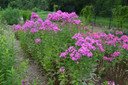 Phlox paniculata 'Robert Poore' - disease resistant tall phlox ©Mt. Cuba