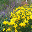 Coreopsis verticillata 'Zagreb' - Threadleaf Tickseed 'Zagreb' - excellent garden perennial, clay, poor soil and also deer tolerant plant