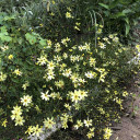 Threadlef Coreopsis 'Moonbeam' - Coreopsis verticillata 'Moonbeam' - long flowering perennial for drier soils
