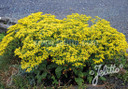 Shale Barren Buckwheat - Eriogonum allenii 'Little Rascal' - great pollinator plant for sunny garden with drained soil