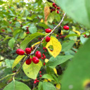 Spicebush - Lindera benzoin - shade tolerant native shrub, resistant to black walnut and deer