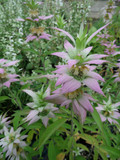 Monarda punctata - Spotted Beebalm - short-lived perennial that self-seeds, great pollinator plant