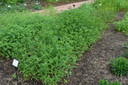 Bee Balm 'Purple Rooster' - Monarda 'Purple Rooster' - highly recommended perennial for public and private gardens