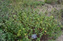 Monarda 'Purple Rooster' - Bee Balm 'Purple Rooster' - stays ornamental with it's seedheads too