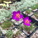 Phemeranthus calycinus (Talinum calycinum) - Large-flowered Fameflower - small succulent perennial for well drained soil or rock garden
