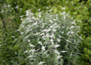 Pycnanthemum incanum - Hoary Mountain Mint - pollinator and butterfly native plant ©Doug McGrady