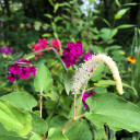 Lizard's Tail - Saururus cernuus - perennial for shallow water margins, ponds, or wet soil.