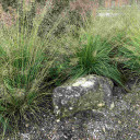 Prairie Dropseed - Sporobolus heterolepis - native perennial grass for public and private gardens