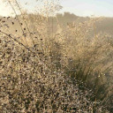 Prairie Dropseed - Sporobolus heterolepis - seedheads in morning dew, truly charming perennial grass