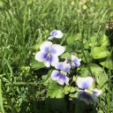Confederate Violet - Viola sororia forma priceana - modest and showy perennial for naturalization in the lawn, meadow or woodland edge
