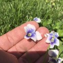 Confederate Violet - Viola sororia forma priceana - small perennial with big flowers