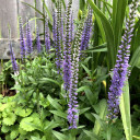 Veronica 'Blue Skywalker' - bee friendly, butterfly perennial and low maintenance plant